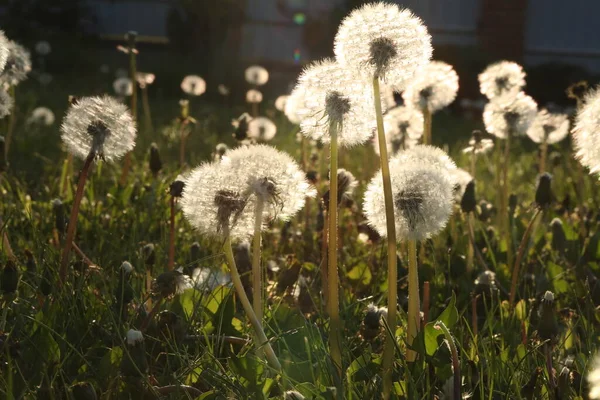 Fondo Del Patrón Con Semillas Diente León — Foto de Stock