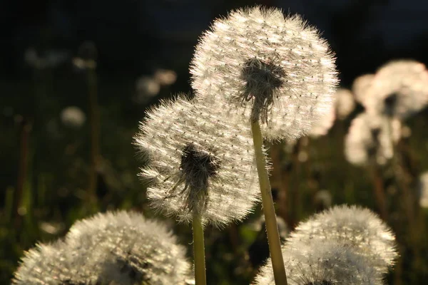 Bakgrund Mönster Med Maskrosor Utsäde — Stockfoto