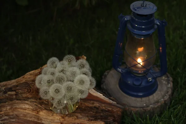 Karahindiba Gaz Lambasıyla Hayat — Stok fotoğraf