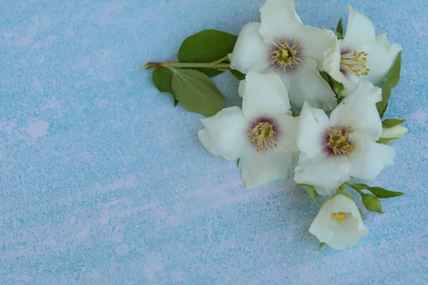 Beyaz Çiçekli Mavi Arkaplan Kopyalama Alanı — Stok fotoğraf