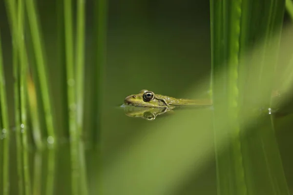 Зеленая Лягушка Воде Зеленым Фоном — стоковое фото