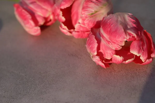 Renkli Lale Çiçekleri Olan Gri Beton Arkaplan — Stok fotoğraf