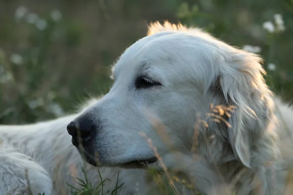 Golden Retriever Sunlight Garden — Photo