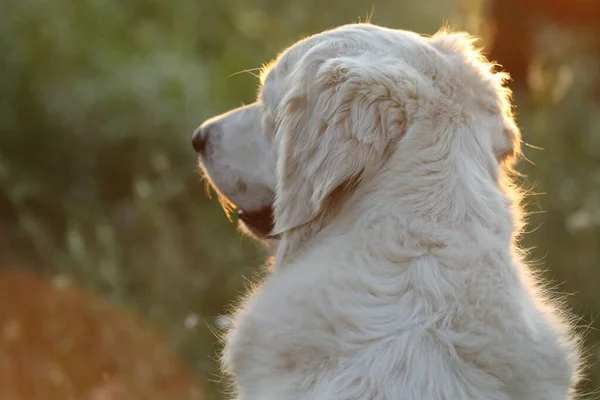 Golden Retriever Zonlicht Tuin — Stockfoto