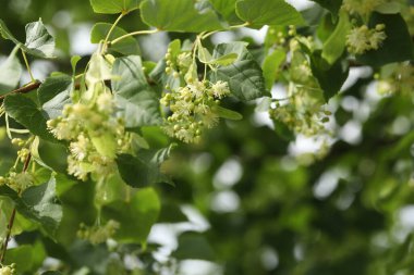 Güzel ıhlamur ağacı çiçekleri ve kopyalama alanı olan soyut arkaplan