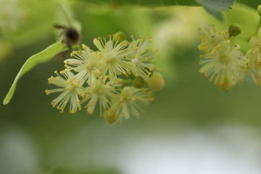 Güzel ıhlamur ağacı çiçekleri ve kopyalama alanı olan soyut arkaplan