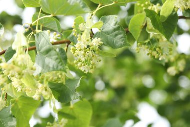 Güzel ıhlamur ağacı çiçekleri ve kopyalama alanı olan soyut arkaplan