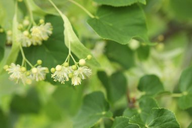 Güzel ıhlamur ağacı çiçekleri ve kopyalama alanı olan soyut arkaplan