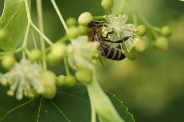 Kis Gyönyörű Méh Hársfa Virágzik Kertben — Stock Fotó