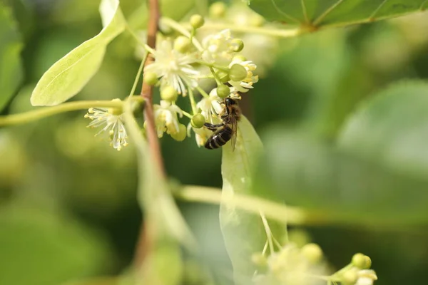 Kis Gyönyörű Méh Hársfa Virágzik Kertben — Stock Fotó