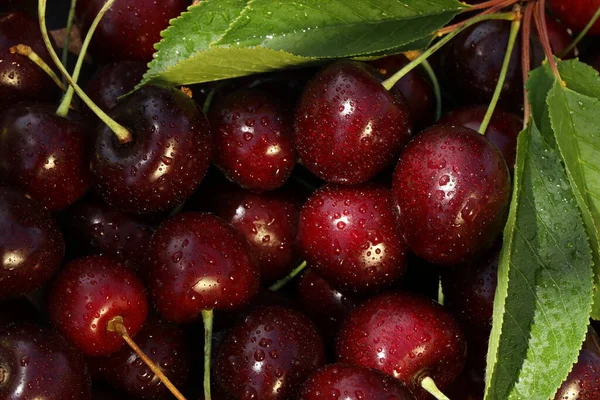 Pattern Background Fresh Summer Sweet Cherries — стоковое фото