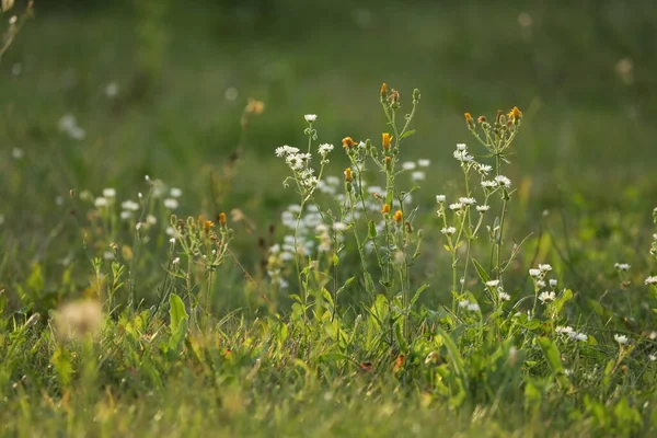 Green Background Grass Flowers — Foto de Stock
