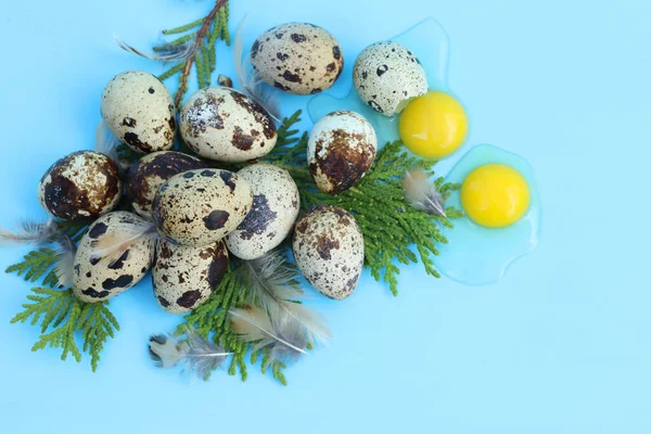 Quail Eggs Blue Background Copy Space — стоковое фото