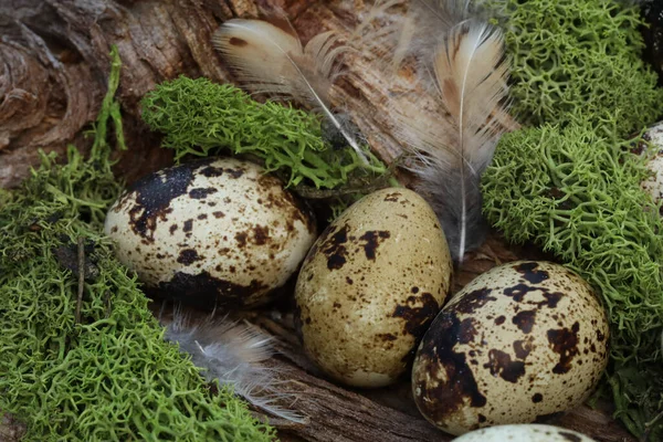 Quail Eggs Pattern Natural Background — Stockfoto