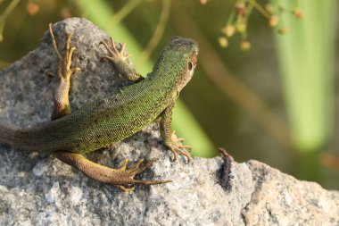 Beautiful green lizard on the stone outdoor