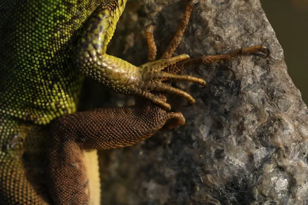 Beautiful Green Lizard Stone Outdoor —  Fotos de Stock