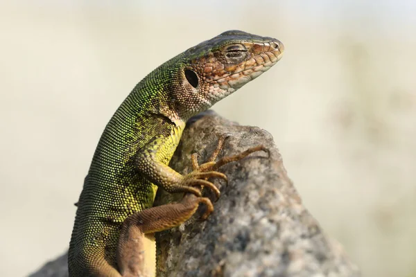 Beautiful Green Lizard Stone Outdoor — Fotografia de Stock