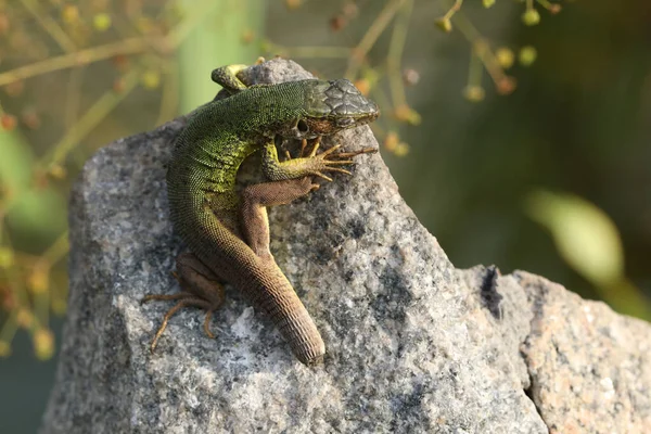 Beautiful Green Lizard Stone Outdoor — Fotografia de Stock
