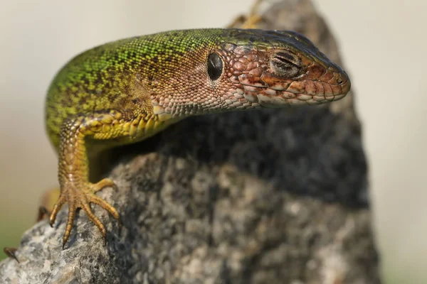 Beautiful Green Lizard Stone Outdoor — Fotografia de Stock