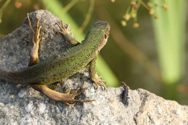 Beautiful Green Lizard Stone Outdoor — Fotografia de Stock