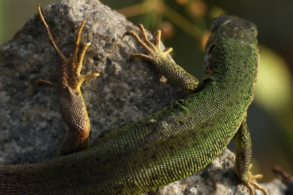 Beautiful Green Lizard Stone Outdoor — Fotografia de Stock