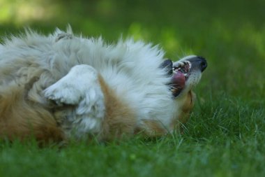 Cute Welsh Corgi Pembroke on the green grass in the park