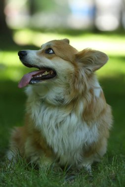 Cute Welsh Corgi Pembroke on the green grass in the park