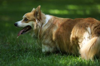 Cute Welsh Corgi Pembroke on the green grass in the park