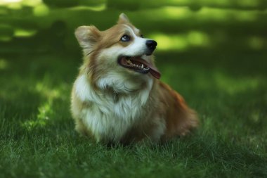 Cute Welsh Corgi Pembroke on the green grass in the park