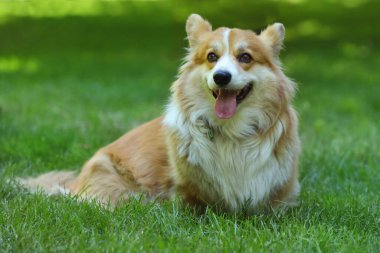 Cute Welsh Corgi Pembroke on the green grass in the park