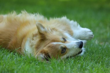 Cute Welsh Corgi Pembroke on the green grass in the park