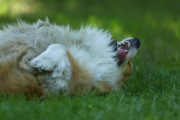 Cute Welsh Corgi Pembroke Green Grass Park — Fotografia de Stock