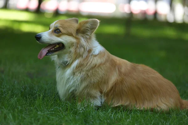 Cute Welsh Corgi Pembroke Green Grass Park — Stok fotoğraf