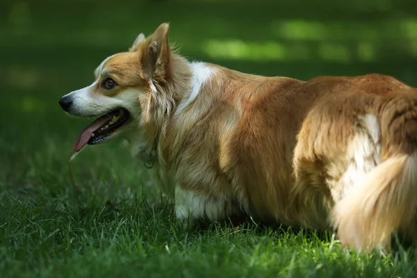 Cute Welsh Corgi Pembroke Green Grass Park — Fotografia de Stock