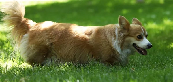 Cute Welsh Corgi Pembroke Green Grass Park — 图库照片