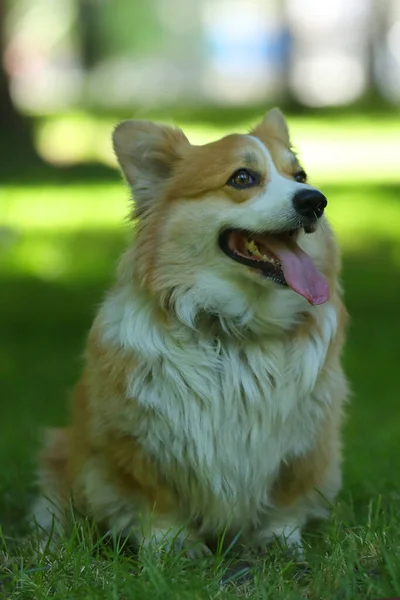 Cute Welsh Corgi Pembroke Green Grass Park — Fotografia de Stock