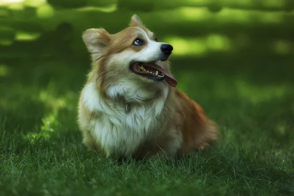 Cute Welsh Corgi Pembroke Green Grass Park — Stok fotoğraf