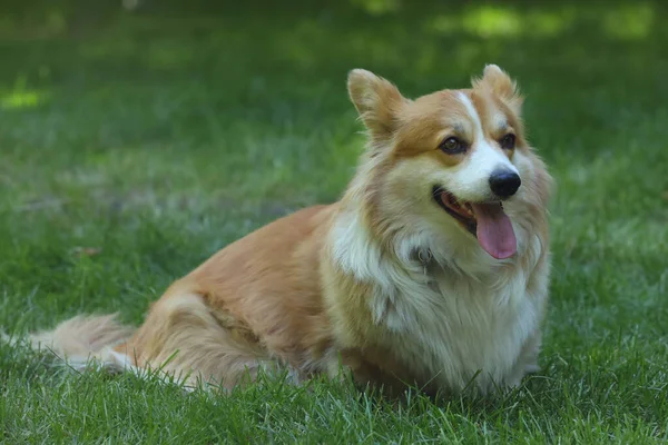 Cute Welsh Corgi Pembroke Green Grass Park — Stok fotoğraf