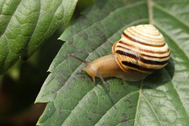 small beautiful snail in the garden. outdoor close-up