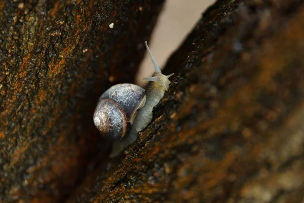 Small Beautiful Snail Garden Outdoor Close — Stock Fotó