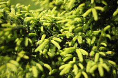 outdoor green nature pattern of pine branches