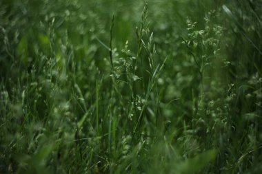 green grass background pattern. summer meadow with green grass