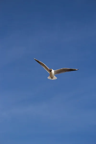 mavi gökyüzünün altında martı.