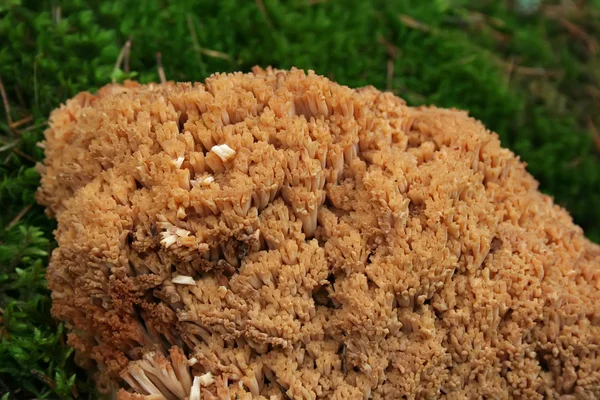 ormanda mantar kolonisi