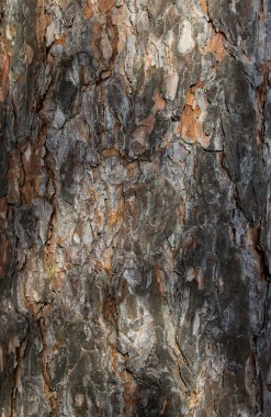 kahverengi ağaç kabuğu dokusu doz.