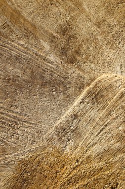 ağaç güdük arka plan