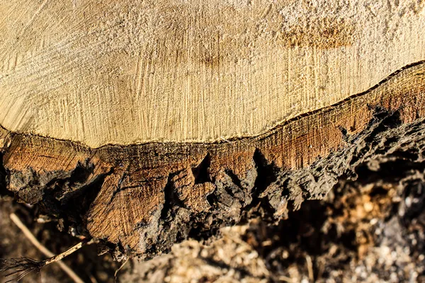 Trädet stump bakgrund — Stockfoto