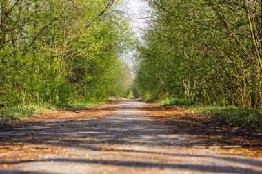 Ülkede yol ağaçlar ile