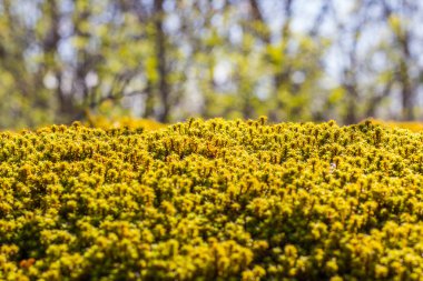 Sarı ve yeşil yosun arka plan