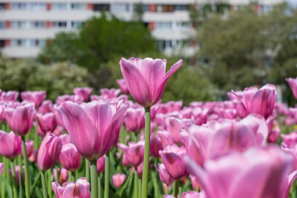 alan açık havada Pembe Laleler